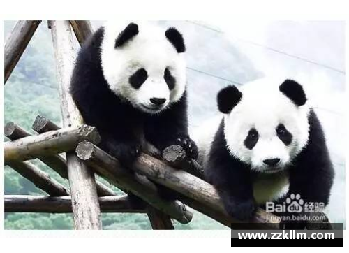 熊猫体育青训新秀崭露头角：皇马梅开二度领跑射手榜
