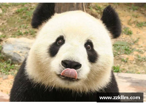 熊猫体育长跑比赛：艰苦卓绝，选手坚韧不拔 - 副本