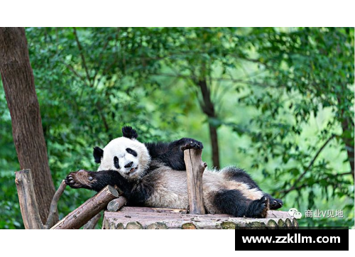 熊猫体育中流砥柱！明星队员多面开花绽放精彩！